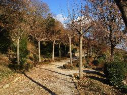 The avenue of lindens leading to the pool
