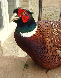 Theodore, cock pheasant who thought he was a dog.  RIP