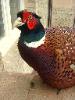 Theodore, cock pheasant who thought he was a dog.  RIP