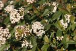 Viburnum in blossom